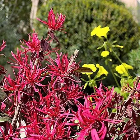Maquis Et Ξενοδοχείο Solenzara
